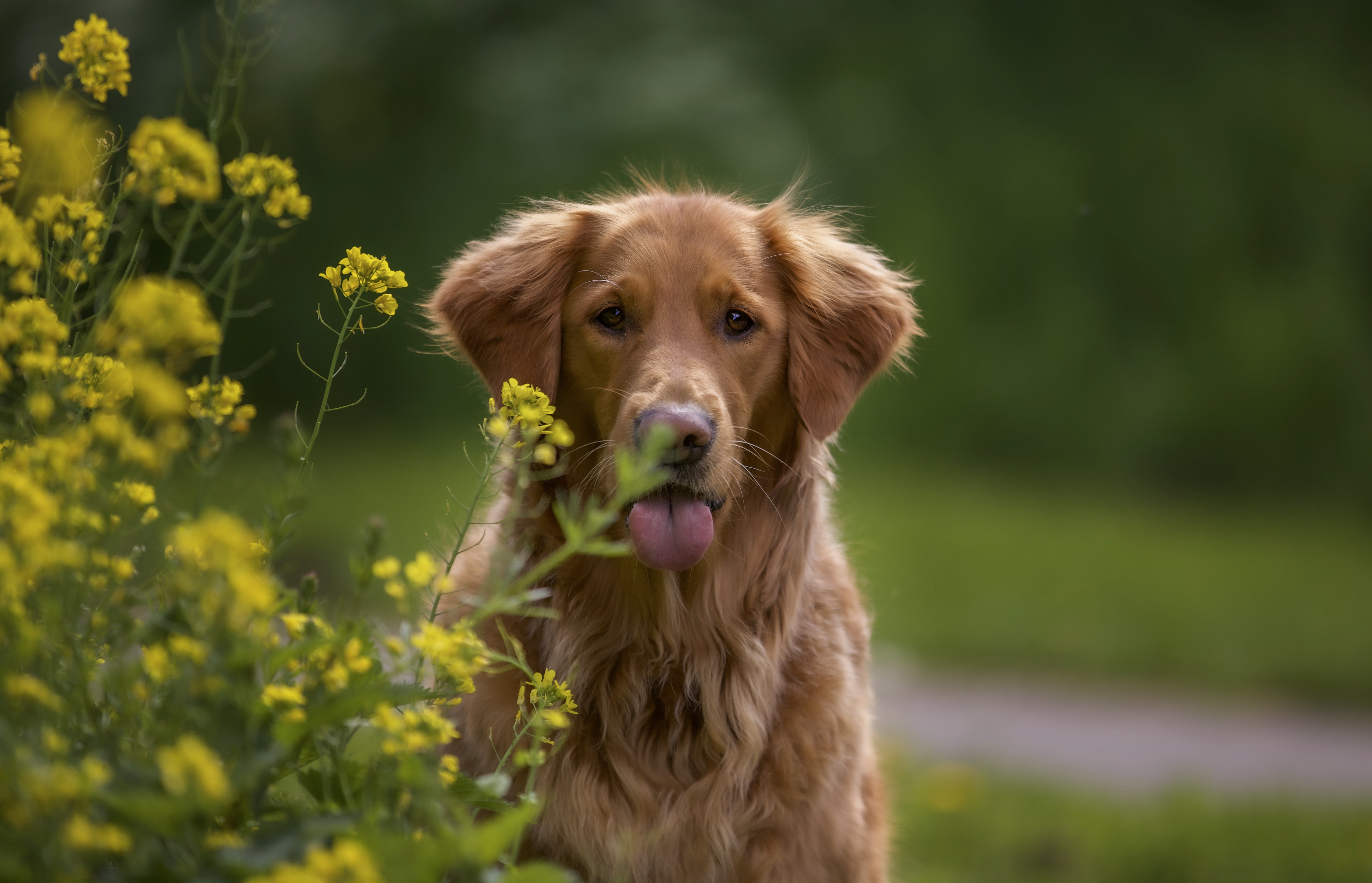 PetBalans Gebit & Adem Snoepje voor Honden