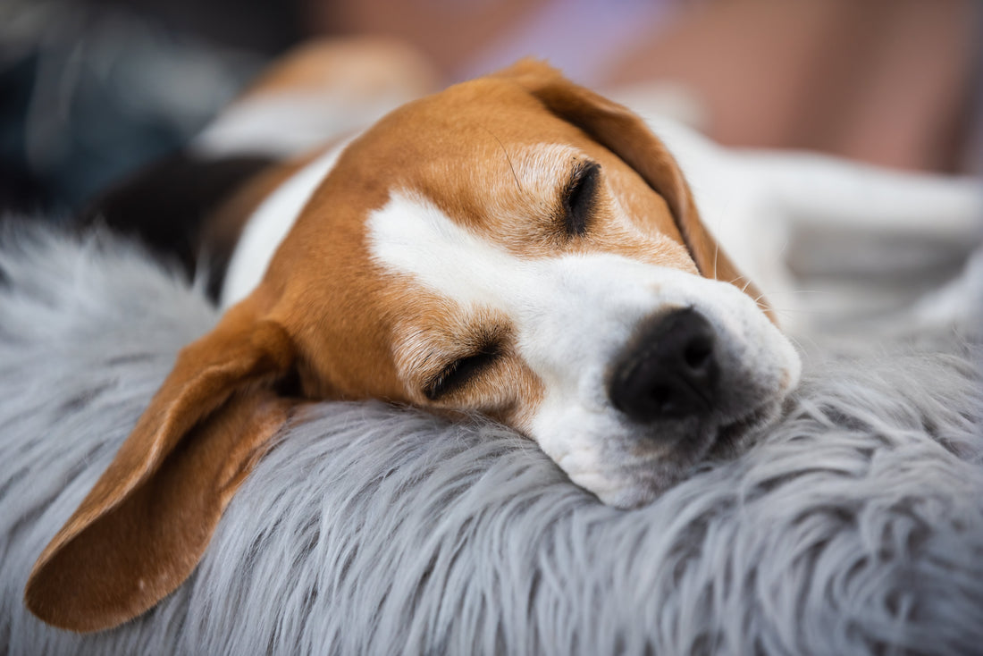 PetBalans Anti-Stress Snoepje voor Honden